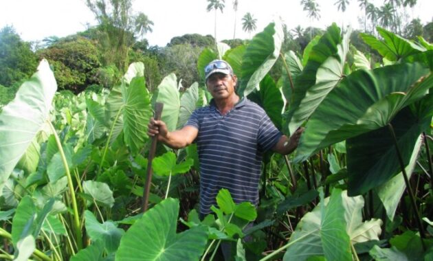 How to Cook Taro Samoan Style – A Flavorful Guide