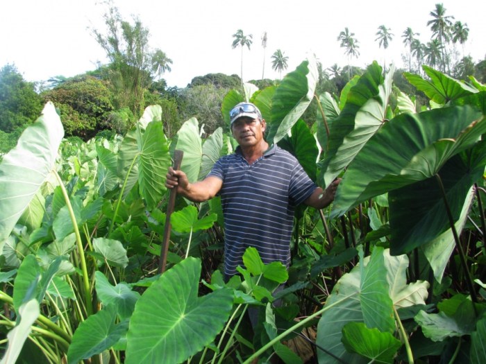 Taro root corm